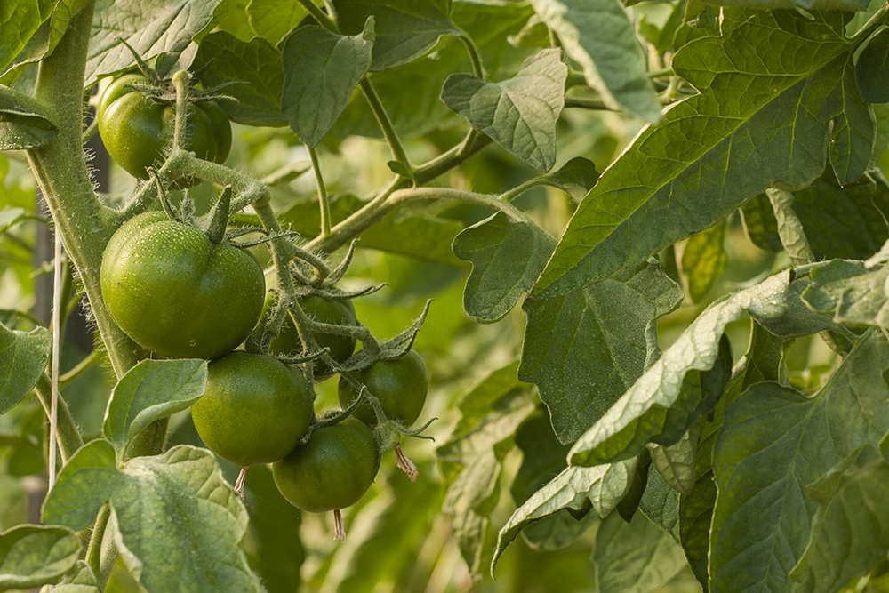 Pomodori coltivati in Tenuta